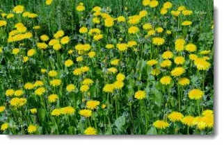 Field of dandylions © Hedgehog #31472737 .