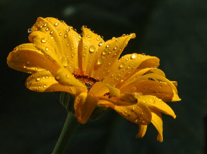 Daisy With Raindrops.