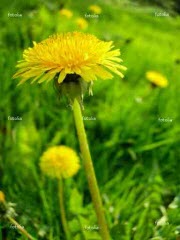 dandelions on the meadow © Maria Brzostowska #616050.