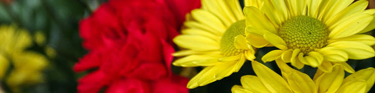 10-27-flower-02.jpg